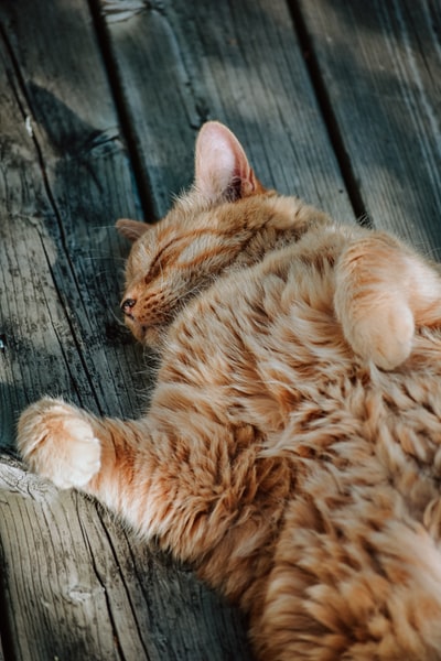 中涂橙色猫睡在棕色木板
